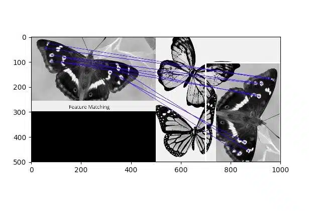 buterfly